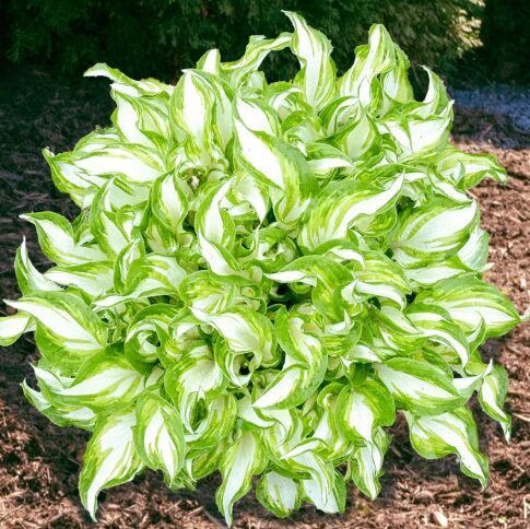 Hosta 'Kiwi Spearmint'